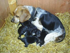 MixedBeaglePuppies